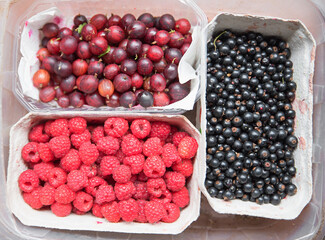 three cardboard boxes with freshly picked berries. raspberries, blackcurrants and gooseberries