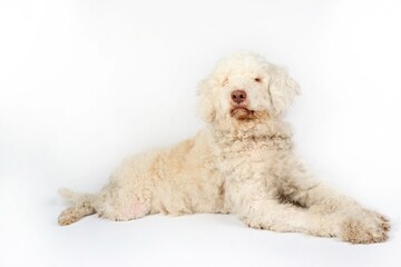lagotto romagnolo isolated on white 
