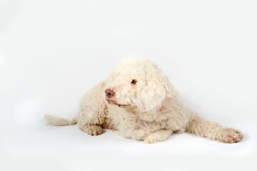 lagotto romagnolo isolated on white 