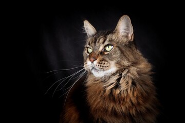 Obraz premium portrait of main coon isolated on black background 