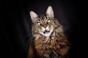 portrait of main coon isolated on black background 