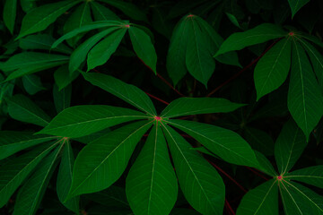 Aesthetic background of cassava Leaves