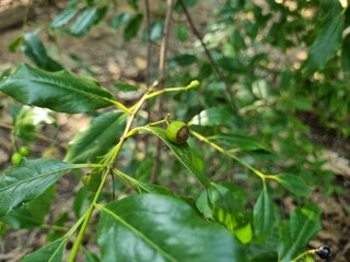 Sandalwood tree or plant small branches with green and black berry shape Chandana fruits