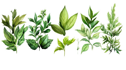 Obraz premium Fresh herbs and spices isolated on a white background, featuring vibrant green leaves and delicate flowers, showcasing the beauty of nature and growth