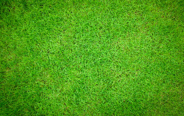 Natural green Japanese Lawn Grass floor,  top view background texture concept.