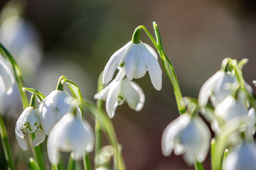 A close up of pretty snowdrop flowers in February, with a shallow depth of field