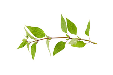 pineapple sage leaf isolated on white or transparent png