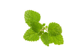 mint leaves isolated on white or transparent png