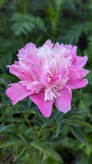 Obraz premium pink flower
