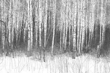 white birches with birch bark
