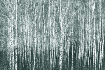 white birches with birch bark