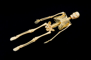 Human Skeleton Model on Black Background