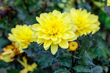 Dahlia flower cultivated in a garden in Madrid