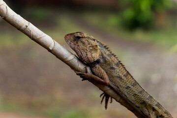 close up of tropical lizard on tree branch