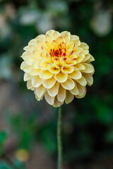 Dahlia flower cultivated in a garden in Madrid