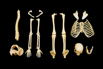 Human Skeleton Parts on Black Background