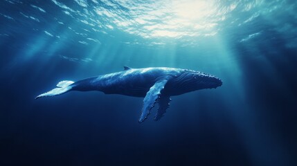 Fototapeta premium Humpback whale swimming underwater with sun rays