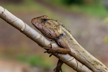 close up of tropical lizard on tree branch