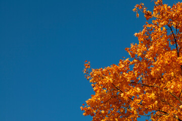 Maple tree crown with orange leaves against blue sky