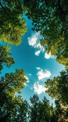 Obraz premium A serene canopy nature's beauty captured in a lush forest under a bright sky with fluffy clouds
