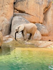 olifant 