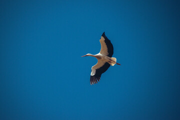 stork in the sky © Jakub