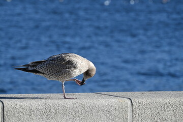 seagull on the pier