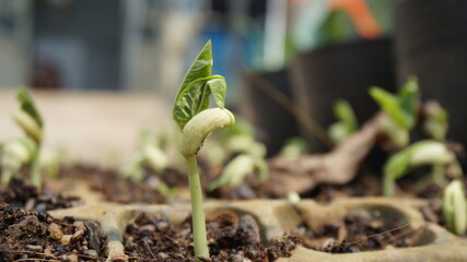 green bean seeds are sprouting