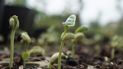 green bean seeds are sprouting