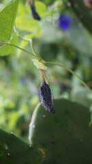 butterfly pea flowers and leaves