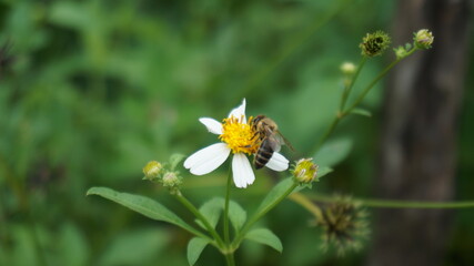 bee collects honey on chrysanthemum