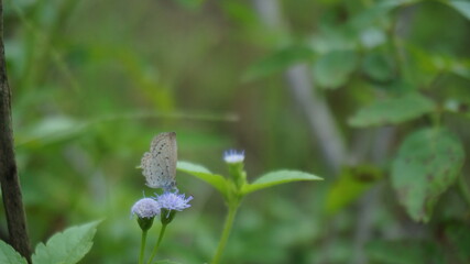 white butterfly perched on a small flower branch