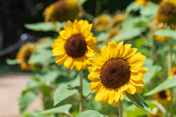 Vibrant Sunflowers in Full Bloom