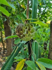 Fototapeta premium A custard apple fruit on a tree showing leaves branches and light green blur background