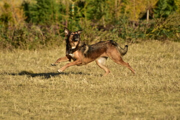 dog running in the field