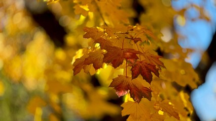 Maple Leaves Drenched in Golden Yellow Autumn