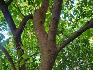 Sandalwood tree, santalum album tree main stem barks with green leaves background  