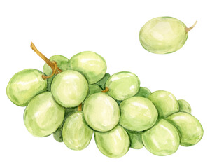 Watercolor branch of white grapes lying on the table. Illustration of green berries isolated on background. Berries for wine, juice, jam label. Clipart for winery, cafe, restaurant.