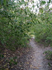 Obraz premium Autumn at Cedar Lake Public Park in Olathe KS