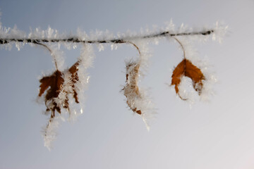 Rime Frost Clinging To Leaves On A Extremely Cold Winter Day In Saskatchewan