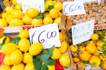 Fruits of lemons for sale at Sorrento at summer