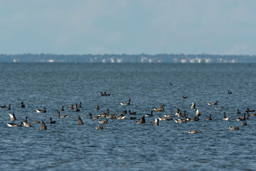 Bernache cravant,.Branta bernicla, Brant Goose, Passage du Gois, Barb&acirc;tre, Ile de Noirmoutier, Beauvoir sur Mer, Vend&eacute;e, Pays de la Loire, 85, France