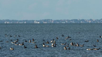 Bernache cravant,.Branta bernicla, Brant Goose, Passage du Gois, Barb&acirc;tre, Ile de Noirmoutier, Beauvoir sur Mer, Vend&eacute;e, Pays de la Loire, 85, France