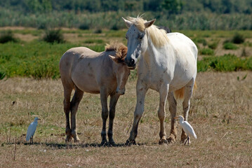 Cheval race Camarguais, Héron garde boeufs, Bubulcus ibis, Western Cattle Egret, Camargue,