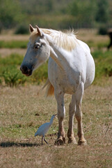 Obraz premium Cheval race Camarguais, Héron garde boeufs, Bubulcus ibis, Western Cattle Egret, Camargue,