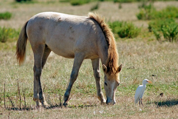 Cheval race Camarguais, Héron garde boeufs, Bubulcus ibis, Western Cattle Egret, Camargue,