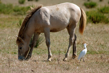 Obraz premium Cheval race Camarguais, Héron garde boeufs, Bubulcus ibis, Western Cattle Egret, Camargue,
