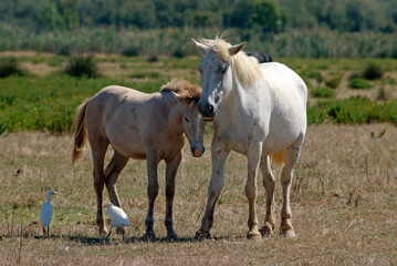 Cheval race Camarguais, Héron garde boeufs, Bubulcus ibis, Western Cattle Egret, Camargue,