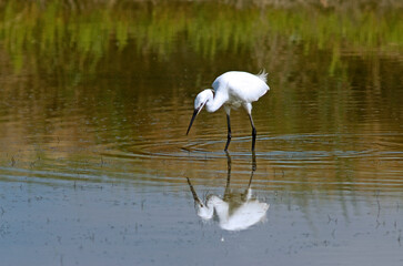 Aigrette garzette, .Egretta garzetta, Little Egret,
