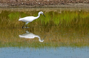 Aigrette garzette, .Egretta garzetta, Little Egret,